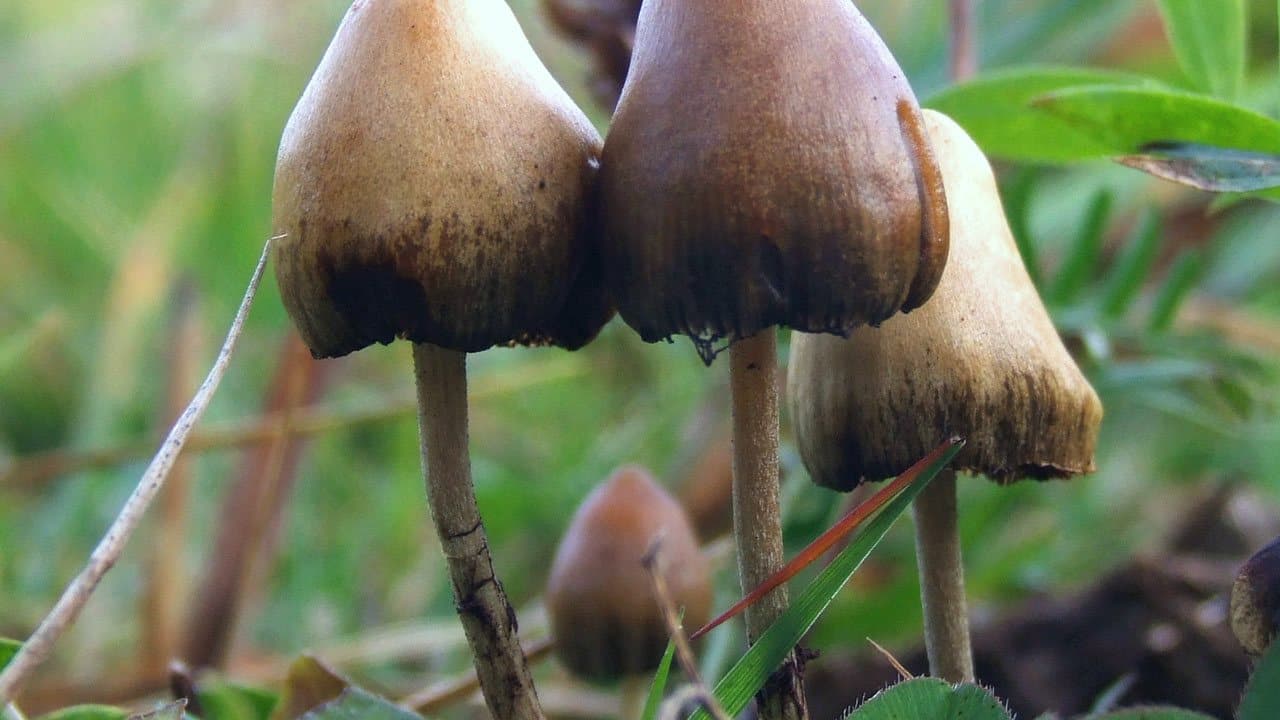 قارچهای سیلوسایبین کلاهک کوچک در علف، نه قارچ مگس